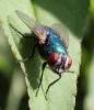 Lucilia sericata